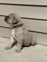 Ace, a male Cane Corso for sale in Kokomo, IN – Photo 4 of 5