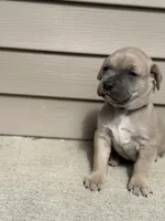 Ace, a male Cane Corso for sale in Kokomo, IN – Photo 2 of 5