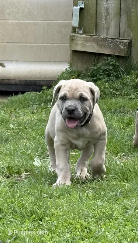 Ace – Cane Corso puppy for sale in Kokomo, IN