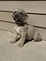 Ace, a male Cane Corso for sale in Kokomo, IN – Photo 3 of 5