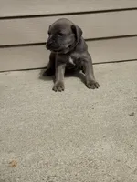 Chloey, a female Cane Corso for sale in Kokomo, IN – Photo 4 of 4