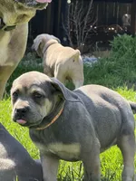 Chloey, a female Cane Corso for sale in Kokomo, IN – Photo 3 of 8