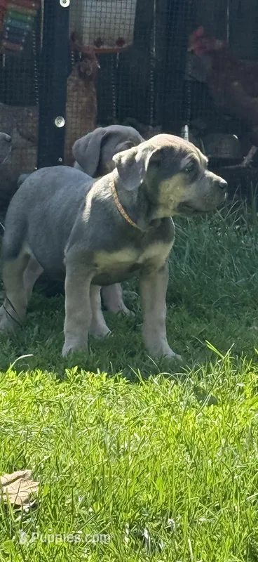 Chloey – Cane Corso puppy for sale in Kokomo, IN