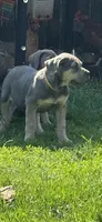 Chloey, a female Cane Corso for sale in Kokomo, IN – Photo 1 of 8