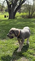 Chloey, a female Cane Corso for sale in Kokomo, IN – Photo 6 of 8