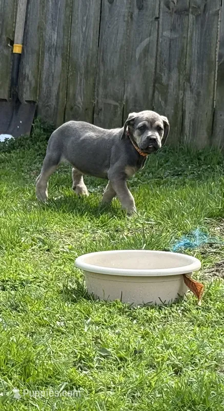 Chloey – Cane Corso puppy for sale in Kokomo, IN