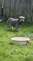 Chloey, a female Cane Corso for sale in Kokomo, IN – Photo 4 of 8