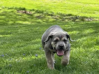 Chloey, a female Cane Corso for sale in Kokomo, IN – Photo 5 of 8