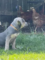 Chloey, a female Cane Corso for sale in Kokomo, IN – Photo 2 of 8