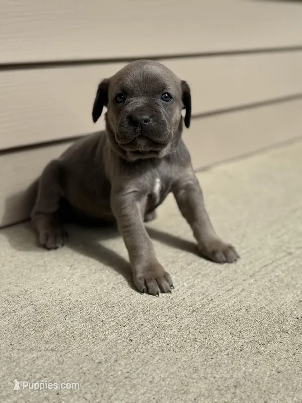 Chloey – Cane Corso puppy for sale in Kokomo, IN