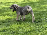 Chloey, a female Cane Corso for sale in Kokomo, IN – Photo 8 of 8