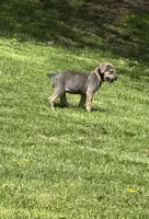Chloey, a female Cane Corso for sale in Kokomo, IN – Photo 7 of 8