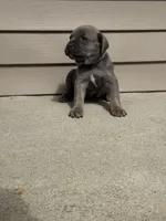 Chloey, a female Cane Corso for sale in Kokomo, IN – Photo 2 of 4
