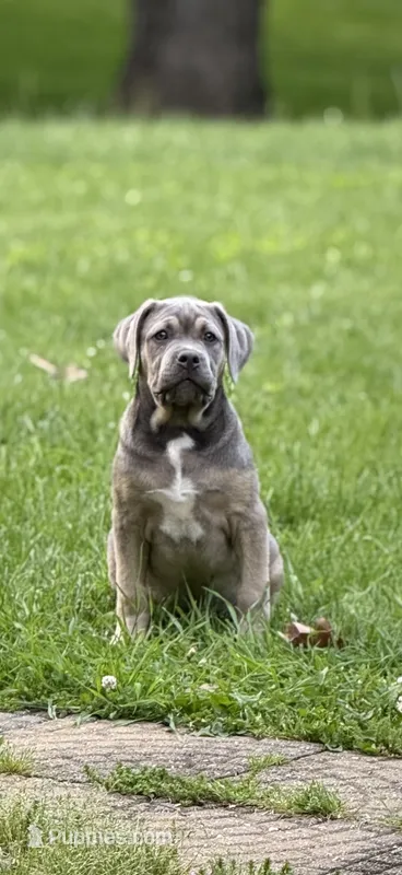 Blue  – Cane Corso puppy for sale in Kokomo, IN