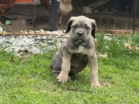 Sky, a female Cane Corso for sale in Kokomo, IN – Photo 2 of 10
