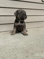 Sky, a female Cane Corso for sale in Kokomo, IN – Photo 6 of 6