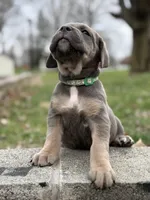 Sky, a female Cane Corso for sale in Kokomo, IN – Photo 7 of 10