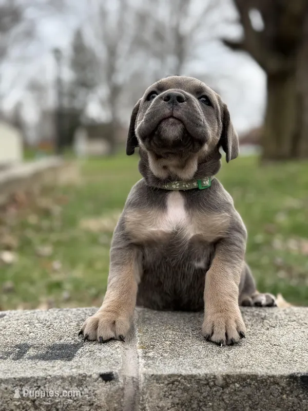 Sky – Cane Corso puppy for sale in Kokomo, IN