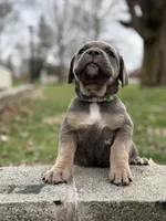 Sky, a female Cane Corso for sale in Kokomo, IN – Photo 5 of 10