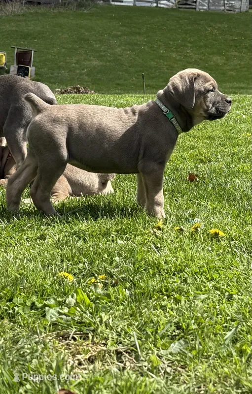 Sky – Cane Corso puppy for sale in Kokomo, IN