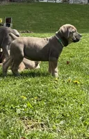 Sky, a female Cane Corso for sale in Kokomo, IN – Photo 1 of 10
