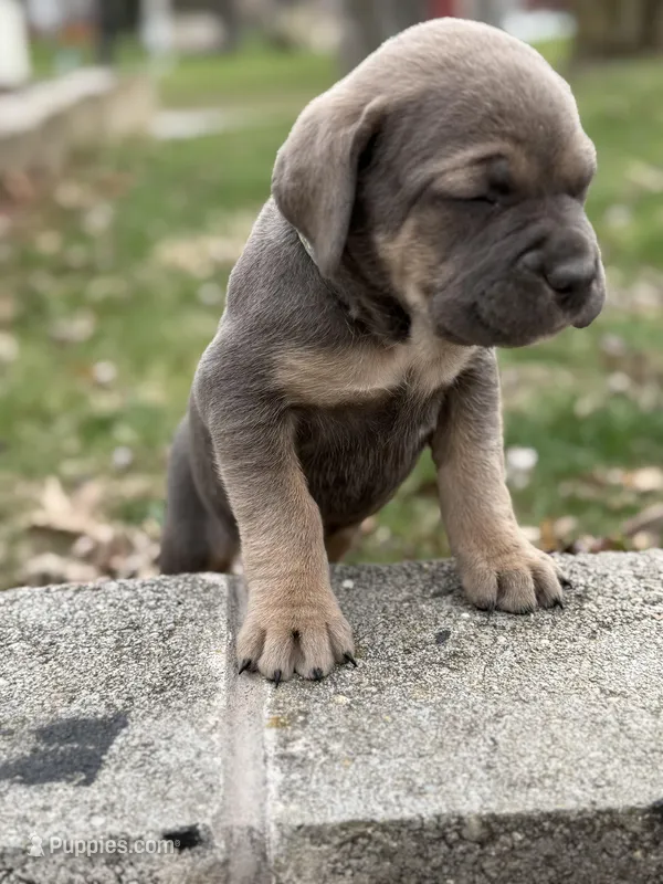 Sky – Cane Corso puppy for sale in Kokomo, IN