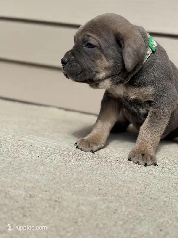 Sky – Cane Corso puppy for sale in Kokomo, IN