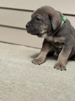 Sky, a female Cane Corso for sale in Kokomo, IN – Photo 1 of 6