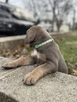 Sky, a female Cane Corso for sale in Kokomo, IN – Photo 6 of 10
