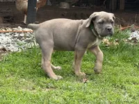Sky, a female Cane Corso for sale in Kokomo, IN – Photo 4 of 10