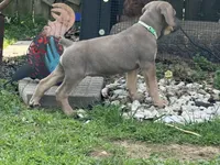 Sky, a female Cane Corso for sale in Kokomo, IN – Photo 3 of 10