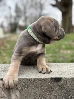 Sky, a female Cane Corso for sale in Kokomo, IN – Photo 10 of 10