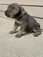 Sky, a female Cane Corso for sale in Kokomo, IN – Photo 2 of 6