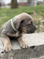 Sky, a female Cane Corso for sale in Kokomo, IN – Photo 9 of 10