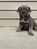 Sky, a female Cane Corso for sale in Kokomo, IN – Photo 3 of 6