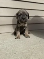 Sky, a female Cane Corso for sale in Kokomo, IN – Photo 5 of 6