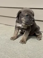 Sky, a female Cane Corso for sale in Kokomo, IN – Photo 4 of 6