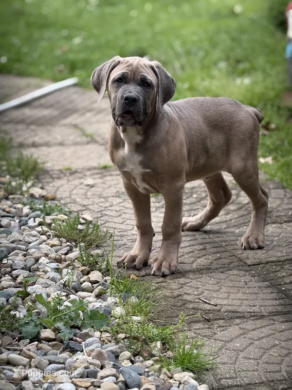 Covi – Cane Corso puppy for sale in Kokomo, IN