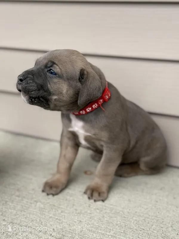 Covi  – Cane Corso puppy for sale in Kokomo, IN