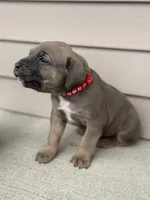 Covi , a male Cane Corso for sale in Kokomo, IN – Photo 1 of 3