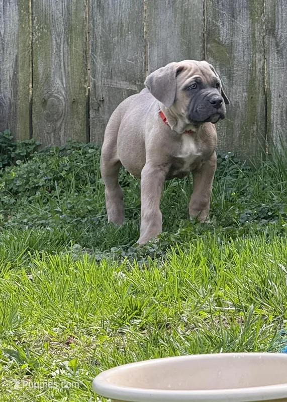Covi  – Cane Corso puppy for sale in Kokomo, IN