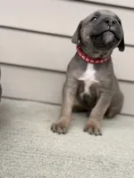 Covi , a male Cane Corso for sale in Kokomo, IN – Photo 2 of 3
