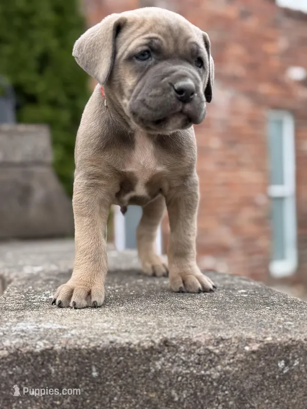 Covi  – Cane Corso puppy for sale in Kokomo, IN
