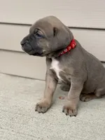 Covi , a male Cane Corso for sale in Kokomo, IN – Photo 3 of 3