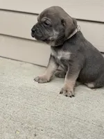 Chase , a male Cane Corso for sale in Kokomo, IN – Photo 3 of 3