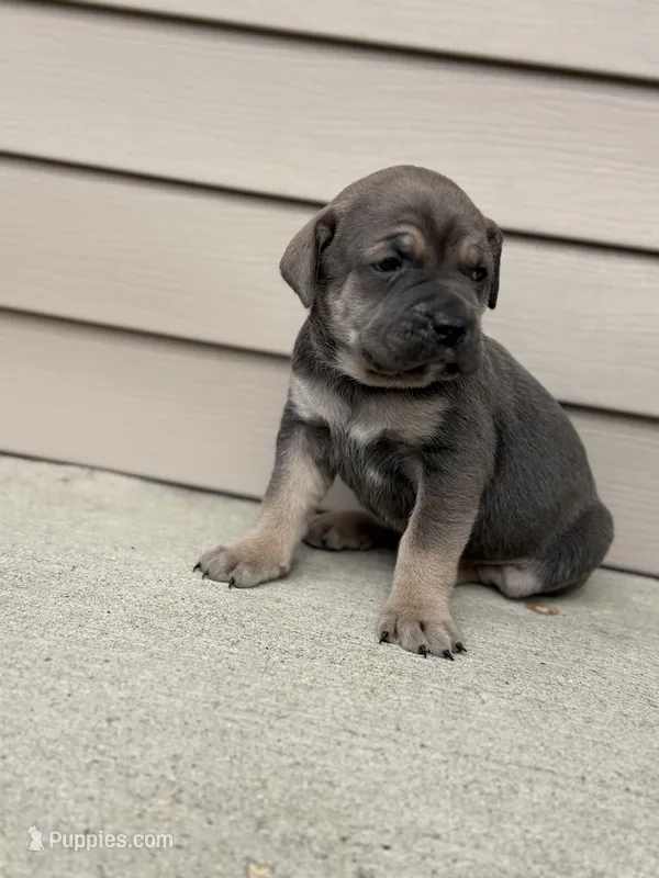 Chase  – Cane Corso puppy for sale in Kokomo, IN