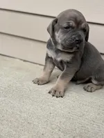 Chase , a male Cane Corso for sale in Kokomo, IN – Photo 2 of 3