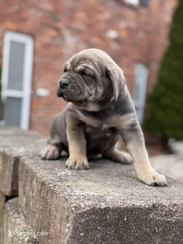Chase  – Cane Corso puppy for sale in Kokomo, IN