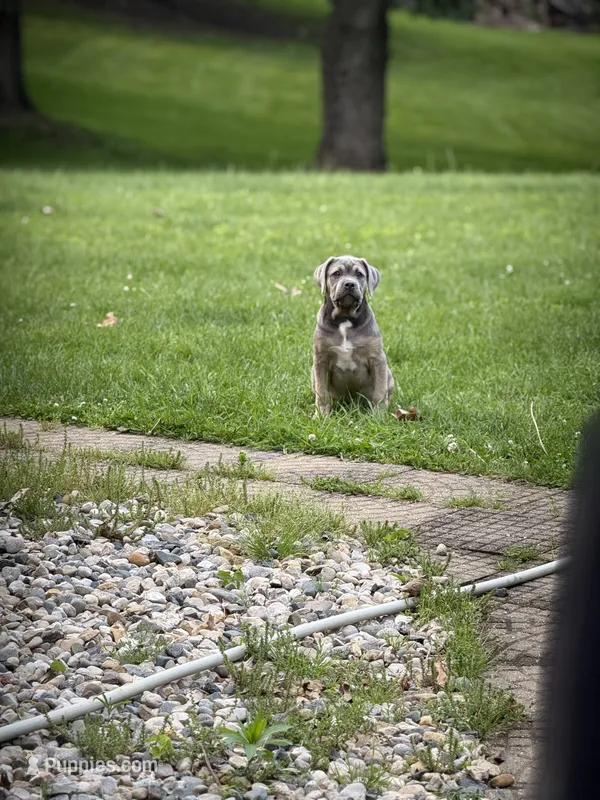 Blue  – Cane Corso puppy for sale in Kokomo, IN