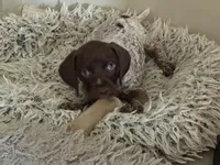 GSP Nebraska , a male German Shorthaired Pointer for sale in Fremont, NE – Photo 3 of 5